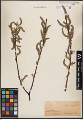 Foto von Salix cinerea L.